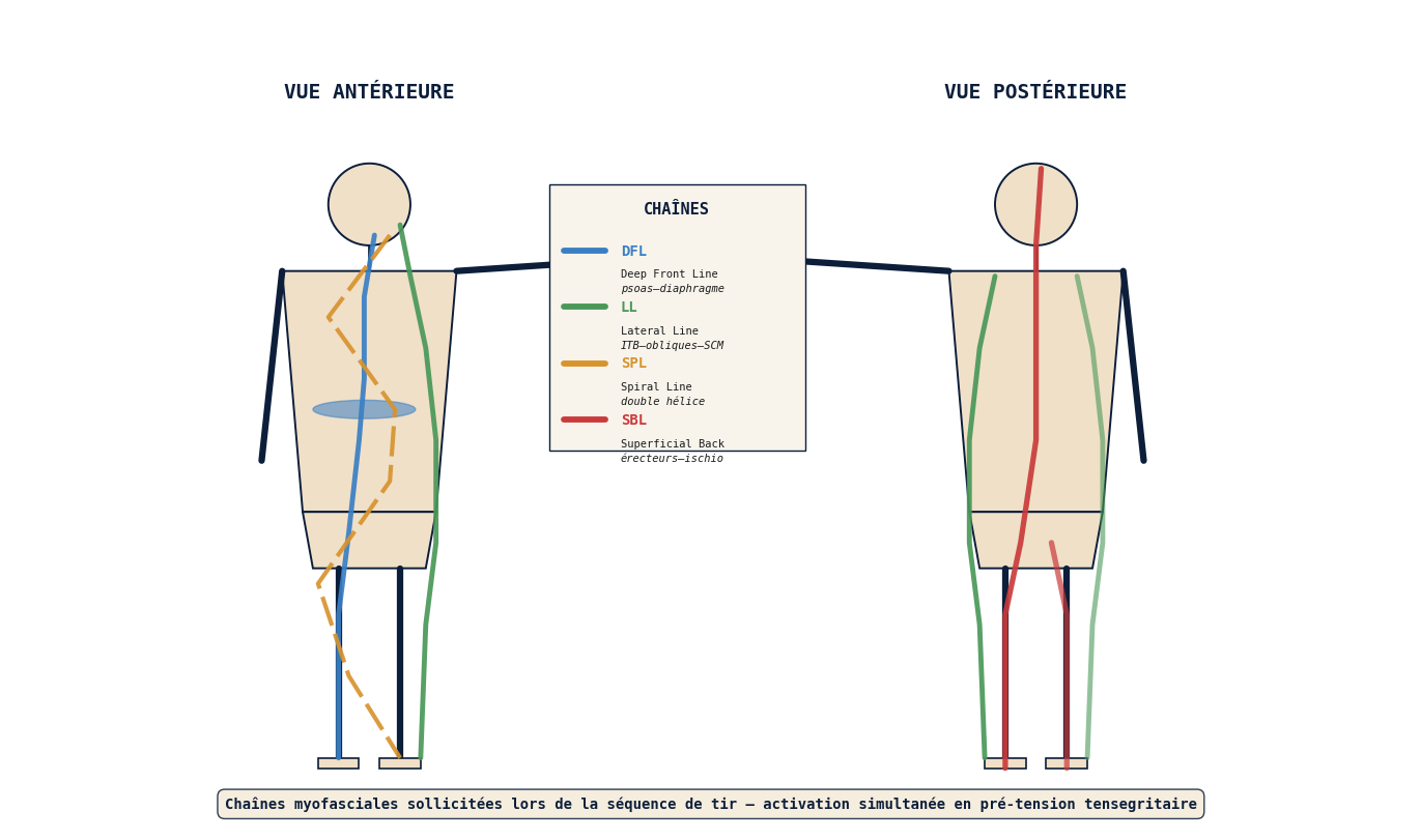 Chaînes myofasciales en action